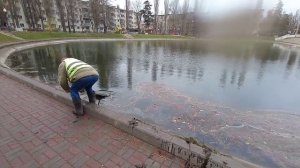Хорошие новости о Лебедином озере в Воронеже