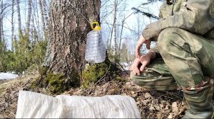 68. Сбор берёзового сока.