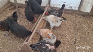 Снега ещё много. Куры и их цыплята.