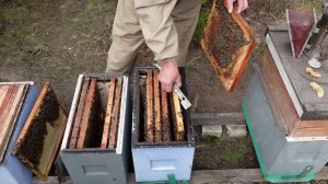 Холода продолжаются,а пчела требует внимания.