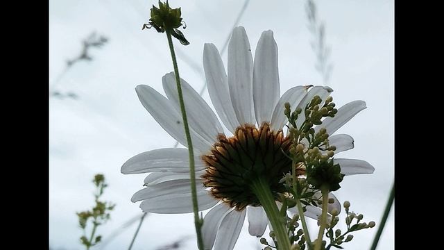 А. Блок. На железной дороге