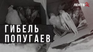 Десятки попугаев погибли в контактном зоопарке в Кудрово