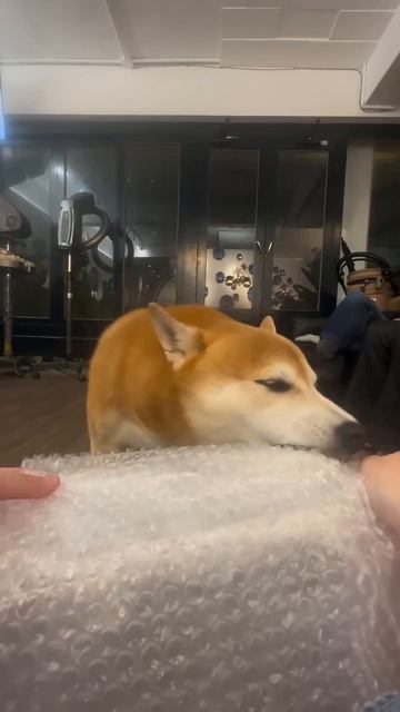 Гроза пупырков