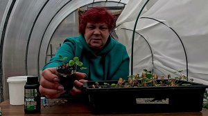 Быстрый результат Здесь и сейчас..  Реанимируем клубнику ...