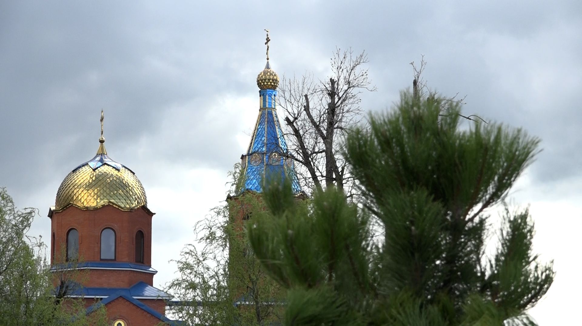 В Афипском сажают крымские сосны