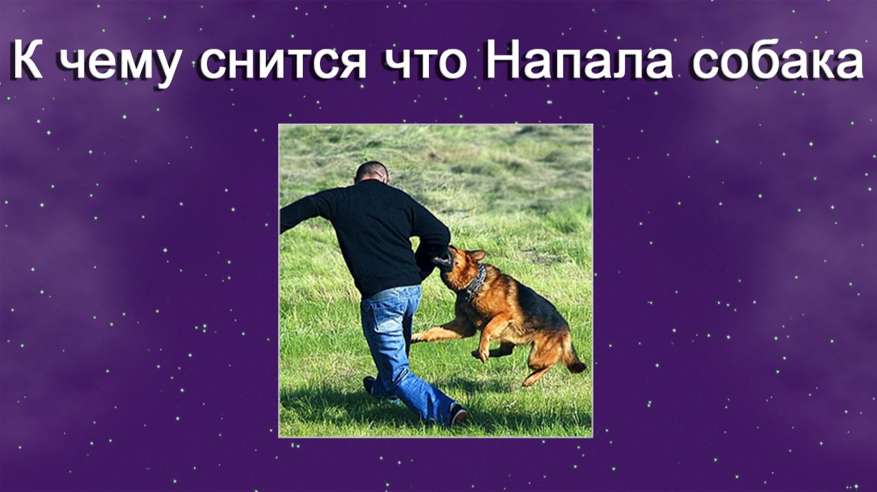 К чему снится Что напала собака - толкование сна