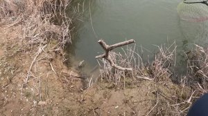 Продолжаем искать судака 5+,отвлекают щуки и сомы !