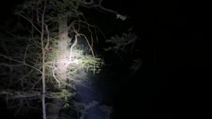 Пошел на Шабаш в ночном лесу, необъяснимые явления, потусторонние сущности рядом