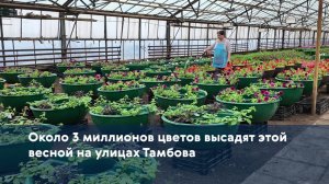 Около 3 миллионов цветов высадят этой весной на улицах Тамбова
