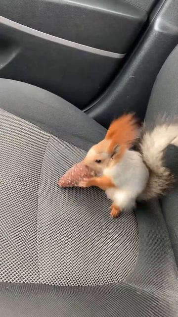 Белка Чип и Сосновая шишка #funnyvideo  #funny #youtubeshorts #squirrel #happy #love