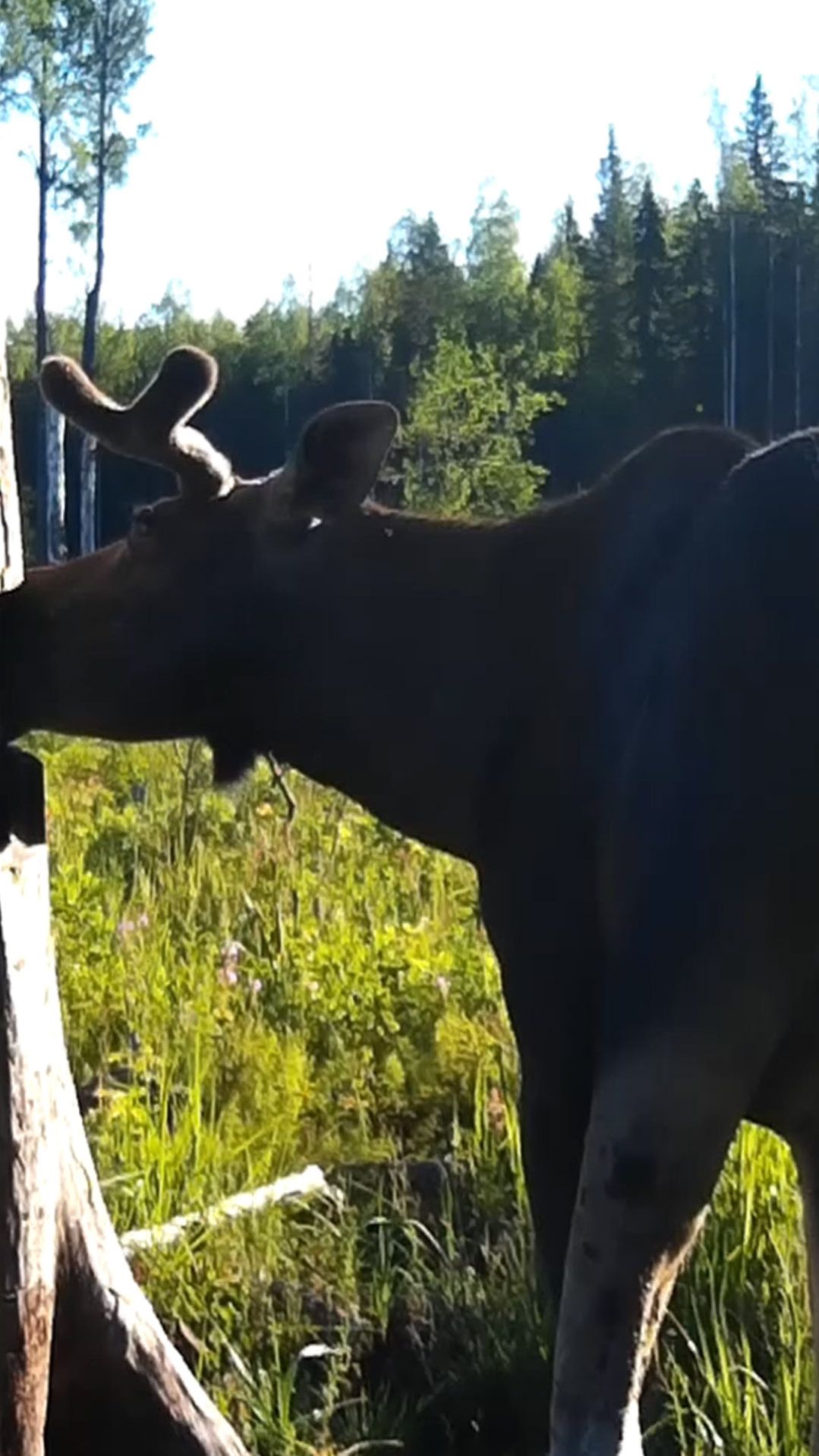 Лось на солонце: овод кусает, а он лижет соль и ест молодые побеги