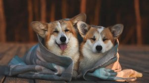 Соня потеряла ключи и не плачет как это