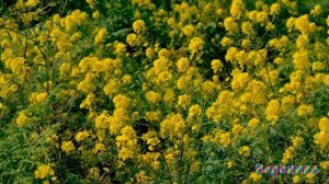 ПОДРУГИ   сл Эвелина Пиженко муз и испол Валентина К и Татьяна автор видео Вера Забелина