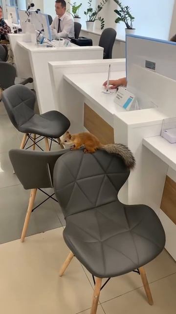 Белка в банке, Ипотеку беретsquirrel In The Bank#funny #youtubeshorts #squirrel #shortvideo