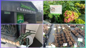 Питомник.Алоказия.Сегодня на обед