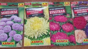 Так Астра взойдёт точно. Из морозилке в кипяток. Скандальный метод.