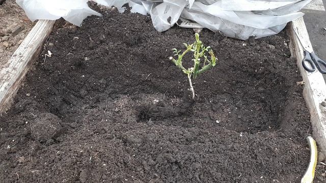 2347. Рассадный 2026 г. Высаживаю розы 9 апреля на ПМЖ.