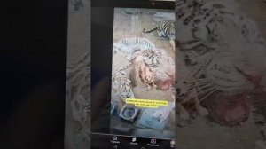 Люблю тебя очень сильно сильно