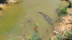 Змеи и крокодилы...... 08.04.26.