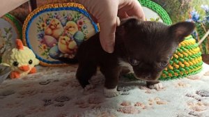 Мари Мистик Жемчужина от Леона #скидки до 30/04/26 #купить_щенка_чихуахуа_продаю +79215950848