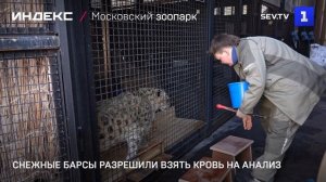 Снежные барсы разрешили взять кровь на анализ