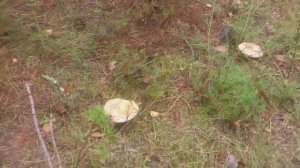 Где растут Рыжики? Сосновый рыжик на на песчаном поле в молодых соснах