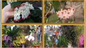 Работать грех. Поговорим в оранжерее с комнатными цветами.