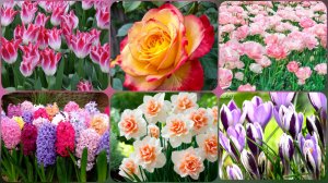 8 апреля 2026. 🌸 Тюльпаны, нарциссы, гиацинты, крокусы, мускари, пионы и др.растения вышли на свет