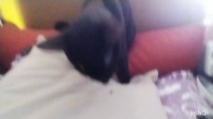 🍥мой Хтоша с шейкой кушает😋