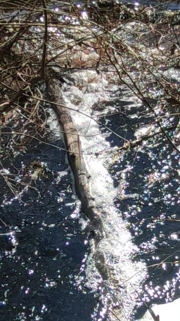 Весенний ручей