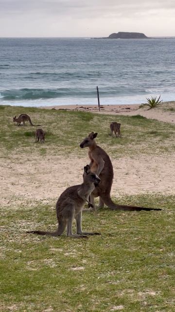 Батя-кенгуру