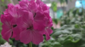 Зацвела моя герань на подоконнике