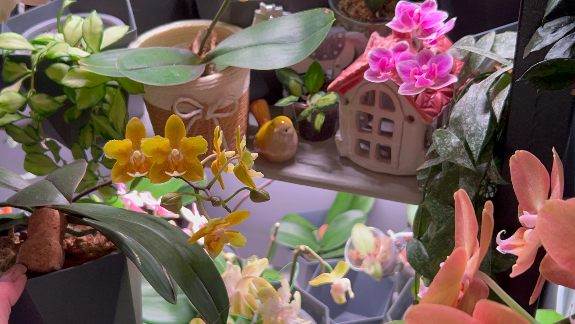 ОРХИДЕИ на кухонном СтЕлЛаЖе 🌸🌼🌺 Давайте любоваться вместе 😉 #орхидеи