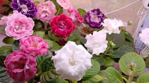 объясняю и показываю как я выращиваю такую красоту! смотрите и учитесь девочки 🤗🌱🌱