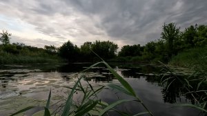 Частые поклевки щуки.