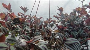 Обзор рассады🌹