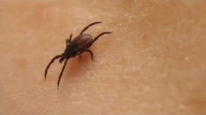 Время местное. Эфир: 10-04-2026 - Осторожно, клещи!