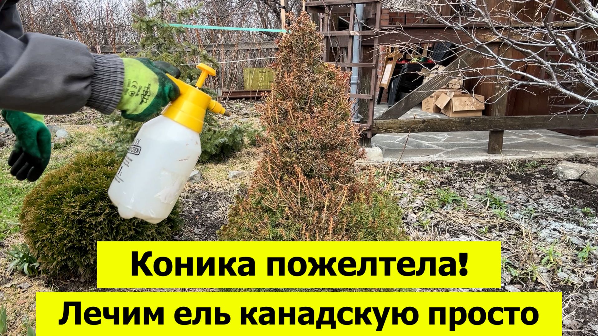 Коника пожелтела! Чем лечить ель канадскую? 2 шага обработки