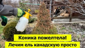 Коника пожелтела! Чем лечить ель канадскую? 2 шага обработки