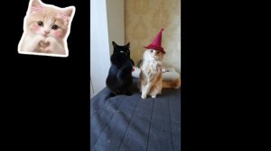 Да я люблю котов и шо?