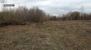 Клещи атакуют: в Алтайском крае уже 18 пострадавших