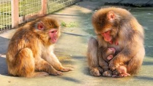 Риту КУСАЕТ малыш! Зина СМОТРИТ на них - что она ЗАДУМАЛА? Майя и Шурик гоняют МАТЬ! СВИДАНИЕ павы!