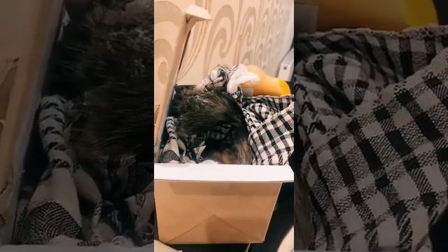 Прямой эфир с Белкой#squirrel #funny #youtubeshorts #shortvideo #shorts