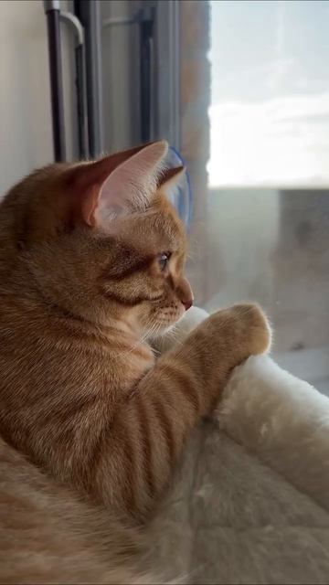 Кот Леон. Песня на стихи Раисы Йилдырим