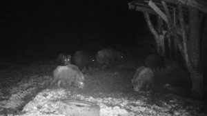 Канал в мире животных. Кабаны на кормушке. Кабан 257