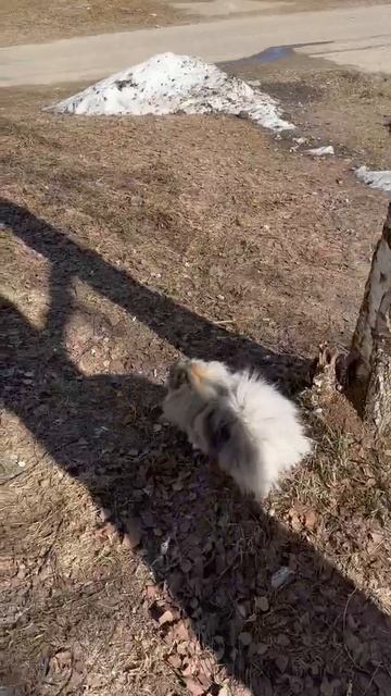 Гайка и её большой друг опять встретились на  прогулке.