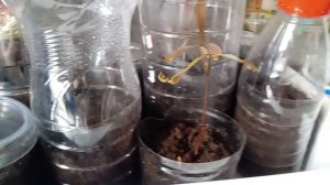 Часть 3 Личи - какая красота