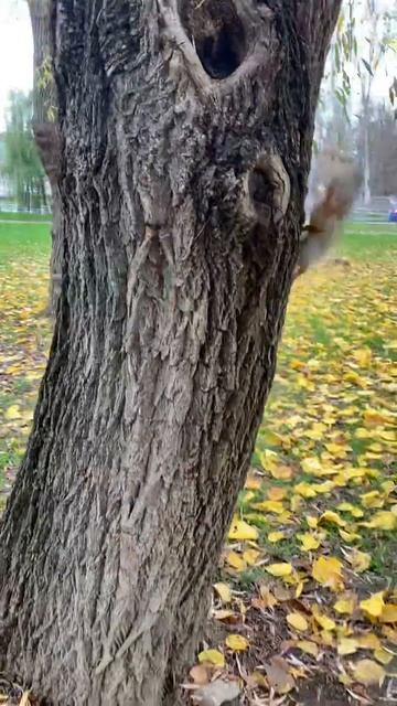 Гуляем с Белкой в Парке#funnyvideo #funny #youtubeshorts #youtube #nature