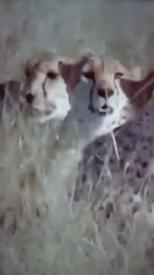 Гепарды на охоте😮😯#Shorts