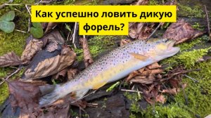 #109 #trout Как поймать дикую форель? Моя тактика